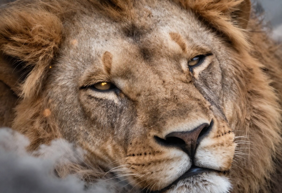 Rüyada Aslan Görmek: Güç mü, Tehdit mi?