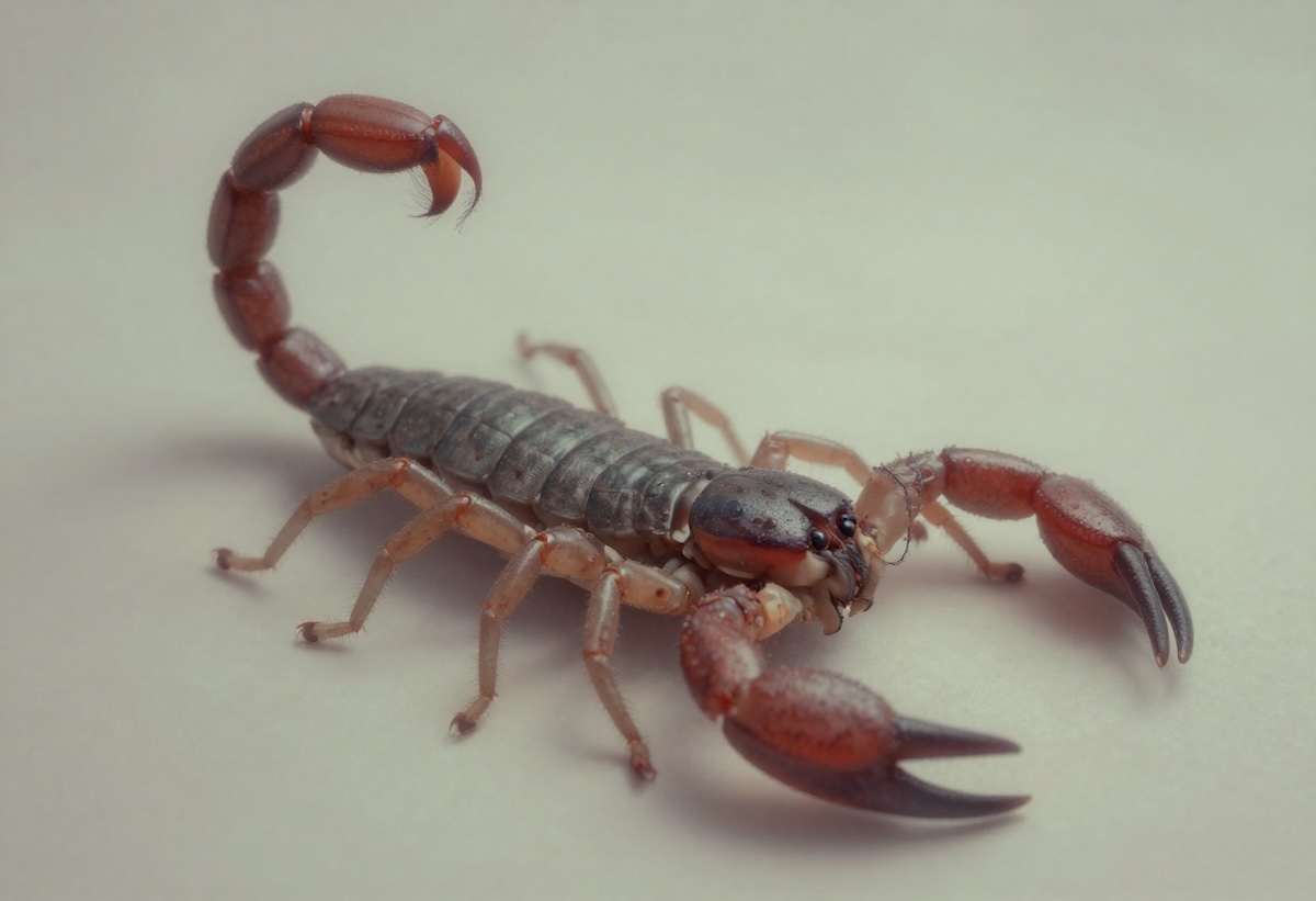 Rüyada Akrep Görmek Ne Anlama Gelir?