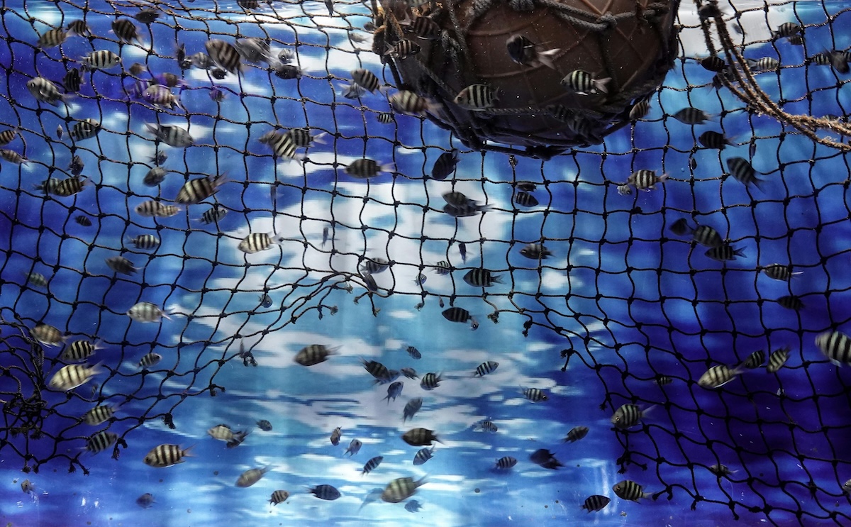 Rüyada Balık Ağı Görmek Ne Anlama Gelir?